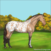 Horse Color:Bay Dun Appaloosa 
