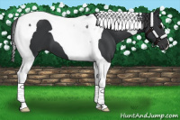 Horse Color:Black Tobiano 
