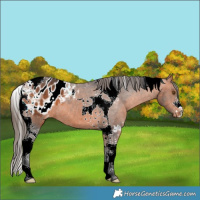 Horse Color:Bay Tobiano Appaloosa 