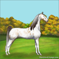 Horse Color:Gray Sable Cream Champagne Dun Splash Tobiano Frame Near Leopard Rabicano 