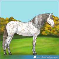 Horse Color:Buckskin Roan Appaloosa 