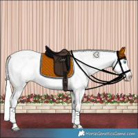 Horse Color:Silver Perlino Sabino Appaloosa