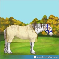 Horse Color:Buckskin Sabino Appaloosa 