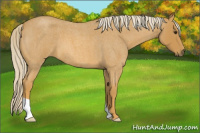 Horse Color:Palomino Roan 