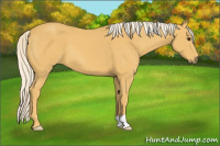 Horse Color:Palomino 