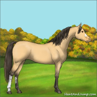 Horse Color:Buckskin Dun