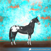 Horse Color:Black Sabino Tobiano Appaloosa 