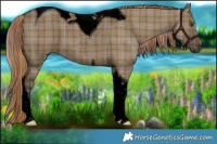 Horse Color:Void Plaid  Liver Red Dun Tobiano Rabicano 