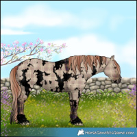 Horse Color:Void Plaid  White Spotted Liver Red Dun 