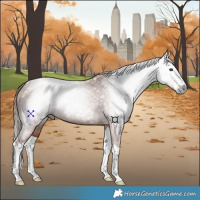 Horse Color:Gray Chestnut Splash
