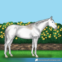 Horse Color:Gray Bay Dun Splash Tobiano 
