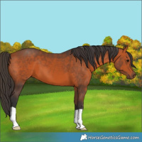 Horse Color:Bay 