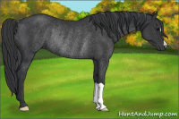 Horse Color:Black Rabicano 