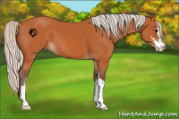 Horse Color:Silver Bay Sabino 