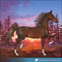Horse Color:Liver Chestnut 