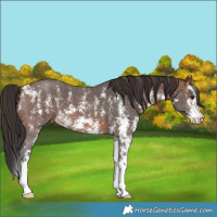 Horse Color:Brown Sabino