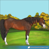 Horse Color:Brown Sabino 
