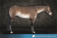 Horse Color:Brown Dun Tobiano 