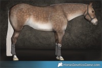 Horse Color:Silver Brown Dun Tobiano 