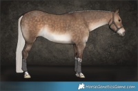 Horse Color:Silver Brown Dun Tobiano 