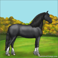 Horse Color:Black 