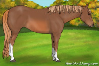 Horse Color:Unknown 