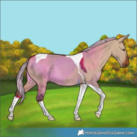 Horse Color:Silver Bay Dun Tobiano 