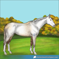Horse Color:Gray White Spotted Red Dun 