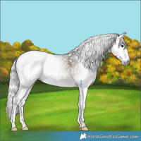 Horse Color:Gray White Spotted Silver Grullo Tobiano 