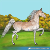 Horse Color:White Spotted Silver Brown Dun Tobiano Rabicano 