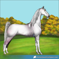 Horse Color:Gray Silver Brown Dun Tobiano 
