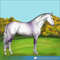 Horse Color:Gray White Spotted Silver Brown Dun 