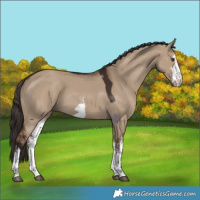Horse Color:White Spotted Liver Red Dun 
