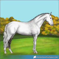 Horse Color:Gray Silver Black Tobiano 