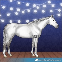 Horse Color:Gray Silver Smoky Blue Roan