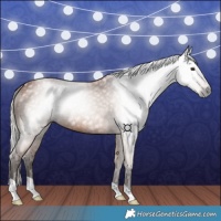 Horse Color:Gray Silver Bay 