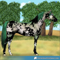 Horse Color:Void Watercolor White Spotted Brown Onyx Splash