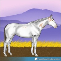 Horse Color:Amber Champagne Splash Tobiano 