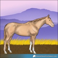 Horse Color:Gold Champagne Tobiano 