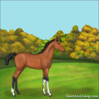 Horse Color:Bay 