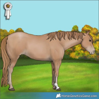 Horse Color:Black Pearl