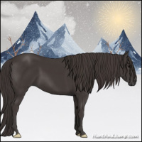 Horse Color:Smoky Black