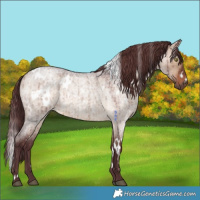 Horse Color:White Spotted Chocolate Brown Roan Dun Brindle 