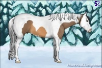 Horse Color:Buckskin Splash Tobiano 