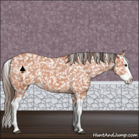 Horse Color:Bay Splash Appaloosa 