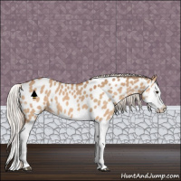 Horse Color:Silver Bay Roan Dun Splash Near Leopard 