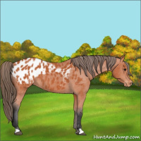 Horse Color:Bay Blanket 