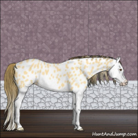 Horse Color:Buckskin Dun Splash Appaloosa 