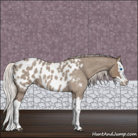 Horse Color:Silver Grullo Roan Splash Appaloosa 