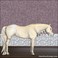 Horse Color:Palomino Dun Appaloosa 